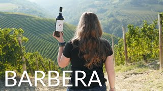 All About BARBERA [upl. by Kcirtemed974]