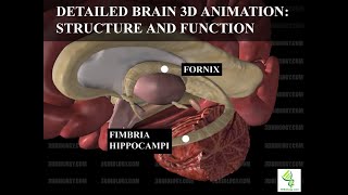 Human Neuroanatomy Detailed Brain 3D Animation  Structure and Function [upl. by Jolenta102]