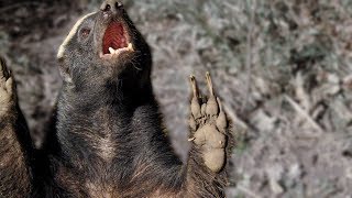 The Weasel Family is Fierce  Natural World Weasels  BBC Earth [upl. by Sheilah558]