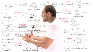 Overview of Glycolysis [upl. by Ecinue]