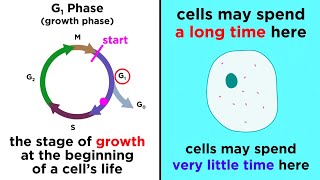 The Cell Cycle and its Regulation [upl. by Ashling]