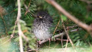 Darkeyed Junco [upl. by Bonine]