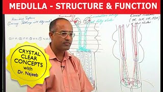 Medulla Oblongata  Structure and Function  Neuroanatomy [upl. by Bertilla165]