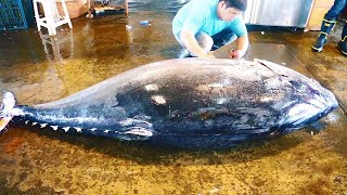 500KG giant bluefin tuna cutting for Sashimi [upl. by Cressy]