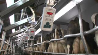 GEA Farm Technologies  Milking Parlor  SwingOver  EN [upl. by Hudgens]