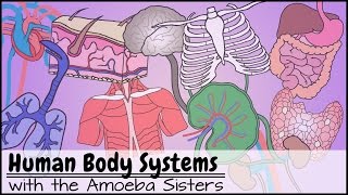 Human Body Systems Functions Overview The 11 Champions Older Video 2016 [upl. by O'Hara]