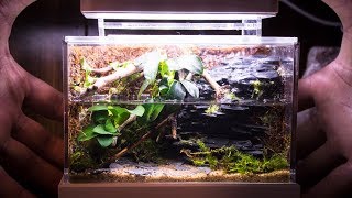 Mini Complete Waterfall Paludarium [upl. by Ganley]