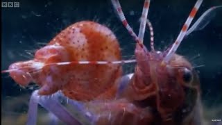 Pistol Shrimp Superheats Water  Weird Nature  BBC Earth [upl. by Rosy]