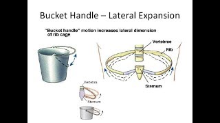 RESPIRATORY PHYSIOLOGY BUCKET HANDLE MOVEMENT AND PUMP HANDLE MOVEMENT [upl. by Nolram925]