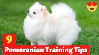 9 Amazing Pomeranian Puppy Training Tips  How to Train your Pomeranian puppy [upl. by Doi]