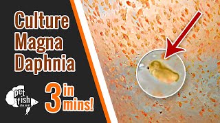 How to culture DAPHNIA MAGNA  The easy way [upl. by Saidel]