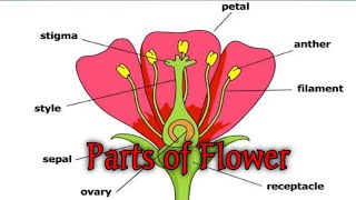 Structure of flower  Getting to know plants NCERT class 6 Science part 7 [upl. by Kassity481]