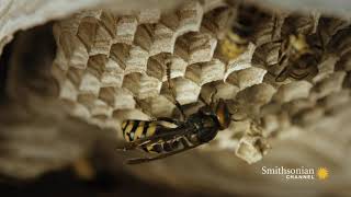 Fascinating Hornets Build An Elaborate Nest Inside a Tree [upl. by Carmen]