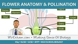 Plant reproduction  Flower anatomy and pollination  GCSE Biology 91 [upl. by Amiaj747]