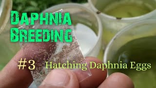 Daphnia Culture made simple and easy 3  Hatching Daphnia eggs [upl. by Russian]