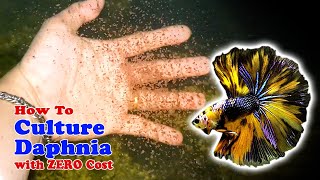 How to Culture Daphnia with ZERO Cost  Unlimited Live Food For Our Fish [upl. by Aubrette]