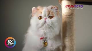 Bravecto® SpotOn For Cats [upl. by Ekez436]