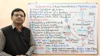 Diabetes Mellitus Part10 Mechanism of Action of Sulfonylurease  Antidiabetic Drugs  Diabetes [upl. by Filomena]