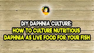 DIY Daphnia Culture How to Culture Nutritious Daphnia as Live Food for Your Fish [upl. by Rambow]