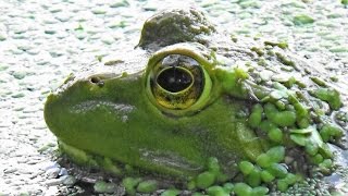 American Bullfrogs in Action Lithobates catesbeiana [upl. by Awjan]