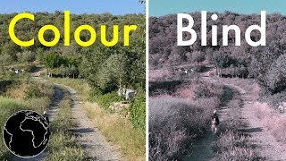 How Color Blindness Works [upl. by Assirrec]