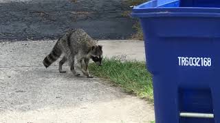 Canine Distemper Infected Raccoon Warning October 2017 NorthWest Columbus area of Ohio [upl. by Jamison]