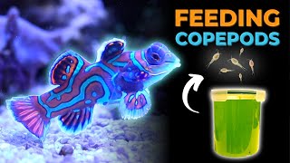 Harvesting Copepod Culture to Feed Mandarin Dragonet  Blue Reef Tank [upl. by Yraek524]