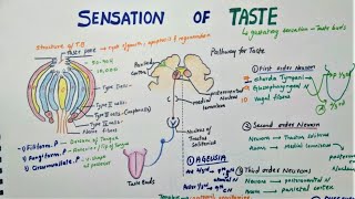 Sensation Of Taste  Taste Pathway  Physiology [upl. by Wiencke]