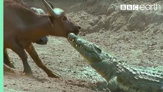 The Nile Crocodile vs Buffalo  Wild Africa  BBC Earth [upl. by Loseff554]