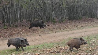 Battues aux gros gibiers  chiens courants  BreizhHunt [upl. by Lytton]