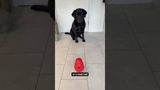 Dog Enrichment Ideas🐾 [upl. by Greggs111]