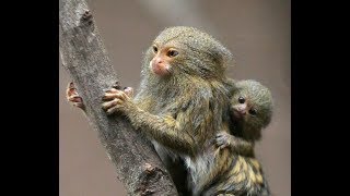 Pygmy Marmosets in the Wild [upl. by Llertram]