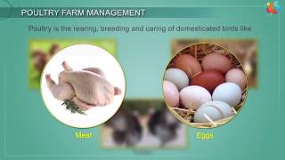 Poultry Farm Management [upl. by Kristi]