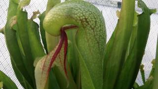 Cobra Lily Carnivorous Plant Eats Insect [upl. by Noreht]