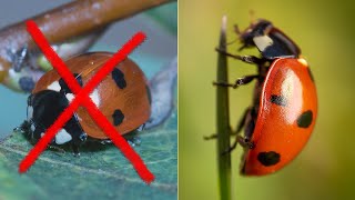 8 Beginner Mistakes in Macro Photography [upl. by Idnym]