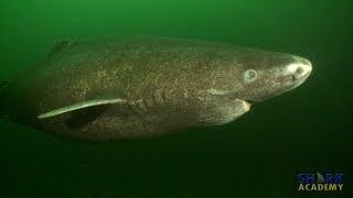 Greenland Sharks  SHARK ACADEMY [upl. by Joelynn56]