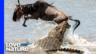 Top Crocodile Hunting Moments [upl. by Bartie]