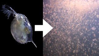 How I Culture Daphnia [upl. by Ulani117]