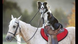 Best Of Awesome Border Collies [upl. by Alakcim]