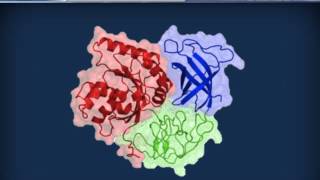 Biochimica strutturale  Proteine ed enzimi [upl. by Dulciana624]