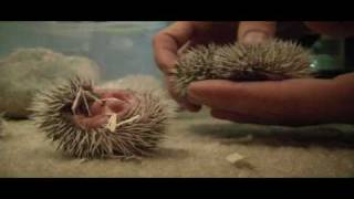 1 week old African Pygmy Hedgehogs [upl. by Inus]