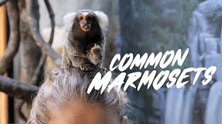 Common Marmoset [upl. by Ennaimaj365]