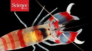 How do ultrafast snapping shrimp close their claws so quickly [upl. by Maziar922]