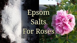 Epsom Salts for Roses [upl. by Yenaled775]