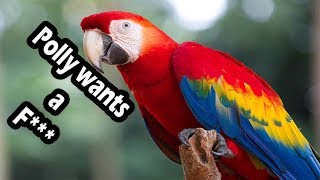 Top 10 swearing parrots swearing birds [upl. by Mcmath]