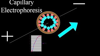 Capillary electrophoresis [upl. by Ahl]