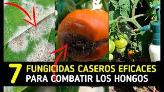 👉7 INCREIBLES Fungicidas Caseros COMBATIR HONGOS EFICACES Huerto Y Plantas  La Huertina De Toni [upl. by Wilma307]