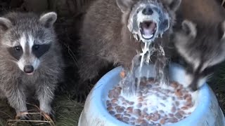 Man Feeds Raccoons Living Under His Deck [upl. by Sousa]