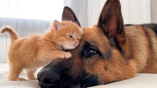 KITTEN Falls In Love With GERMAN SHEPHERD [upl. by Kcor347]