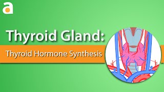 Thyroid Gland Thyroid Hormone Synthesis [upl. by Eedia]